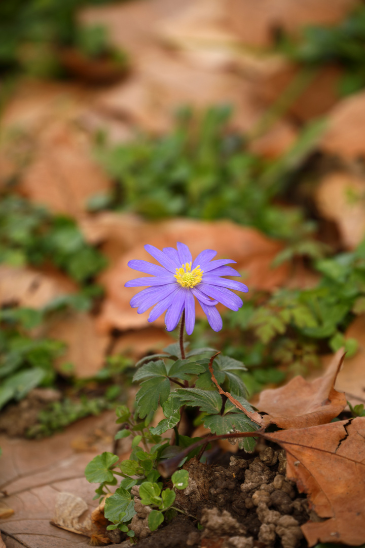 Anemone zeigt den Frühling