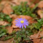 Anemone zeigt den Frühling