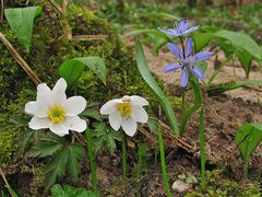 Anemone + Zweiblättriger Blaustern