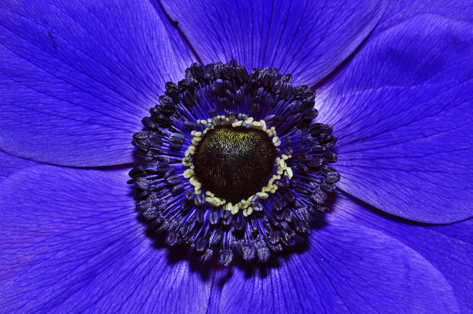 Anemone2