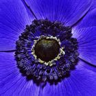 Anemone2