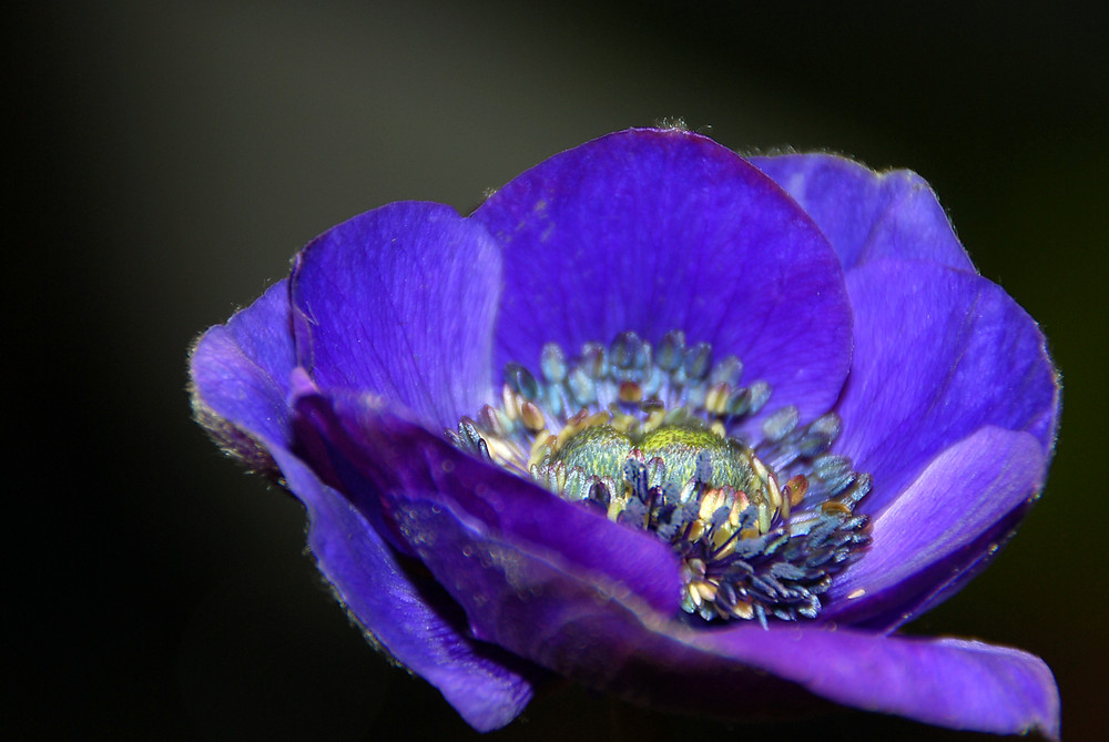 Anemone_2