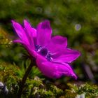 Anemone_2