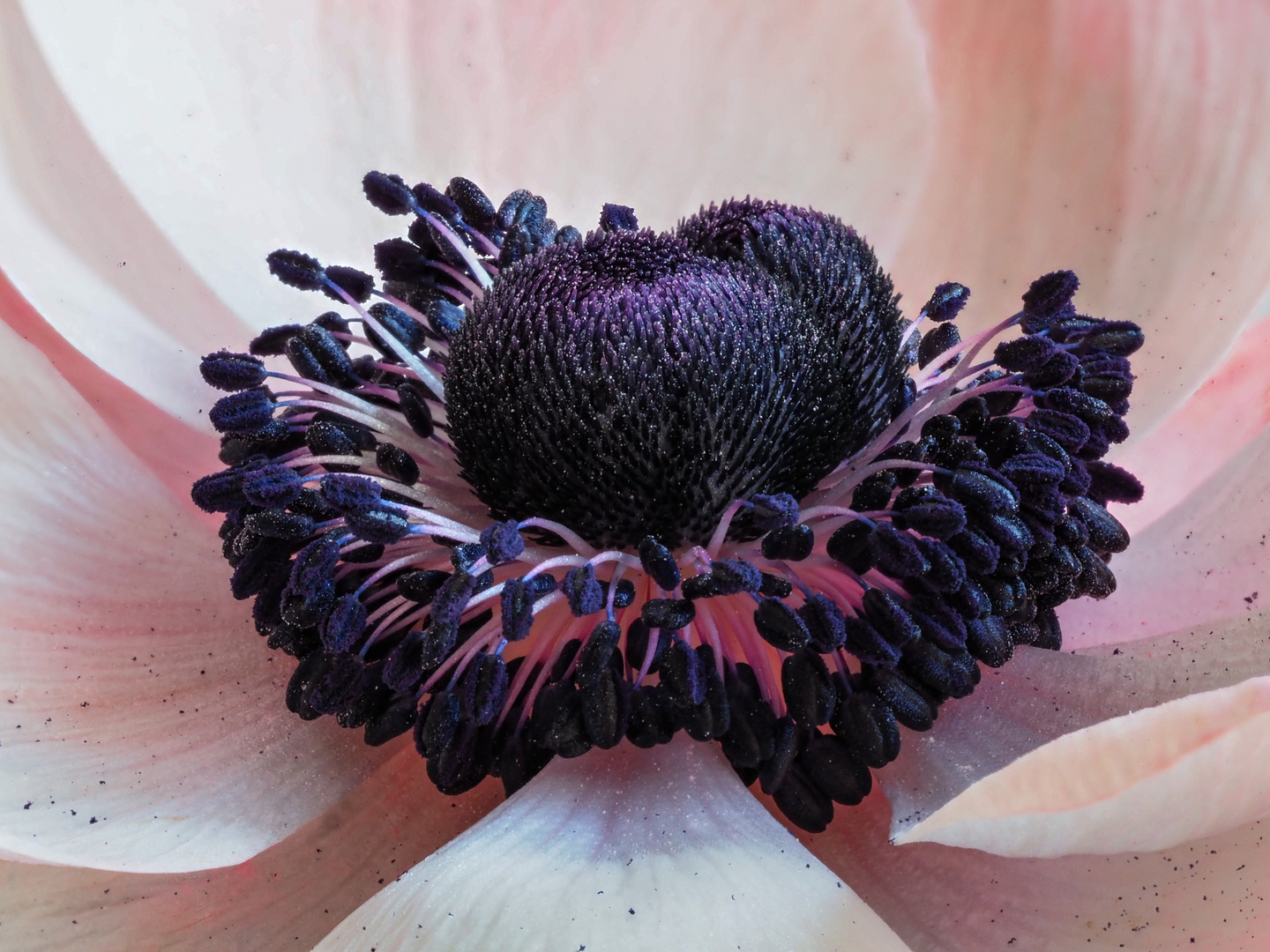 Anemone_2021