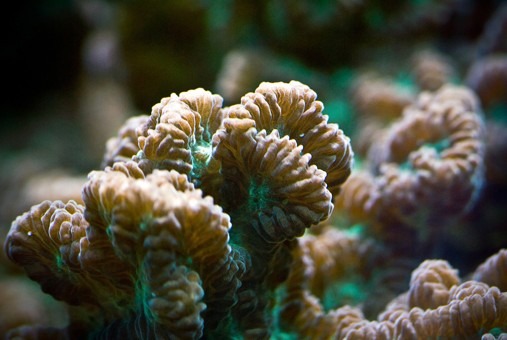 Anemone6