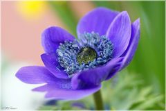 AnemoneBlau#1_170409