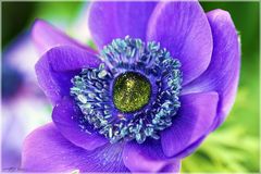 AnemoneBlau#2_170409