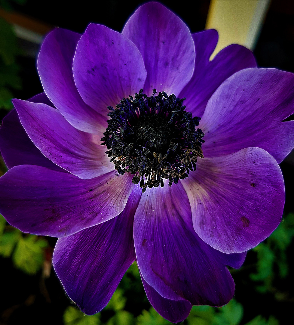 Anemone...ein Windröschen 