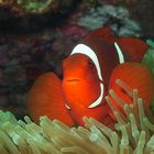 Anemonefish | In Red