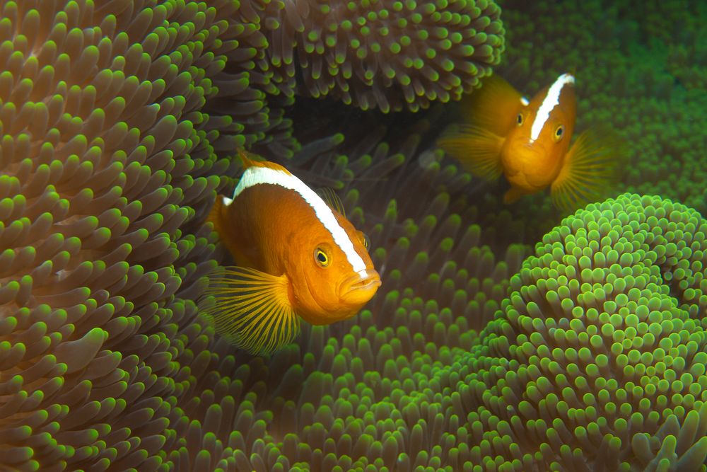 Anemonefish | In The Green