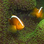 Anemonefish | In The Green