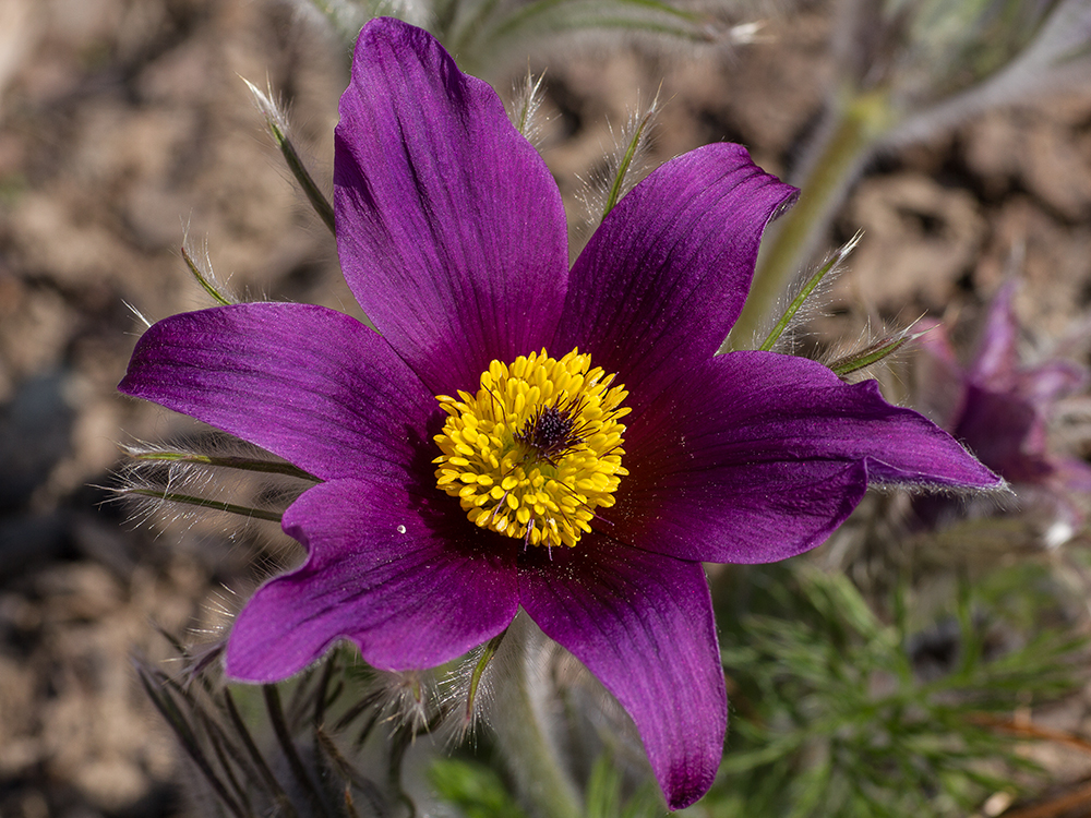 Anemone_Heinz Schaub