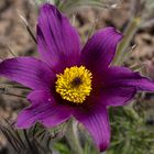 Anemone_Heinz Schaub