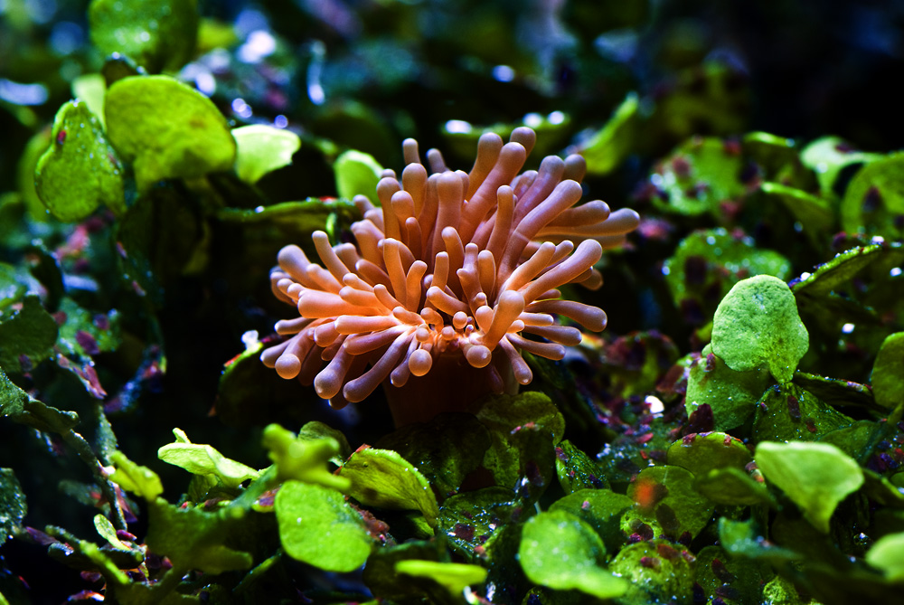 Anemoneimgras