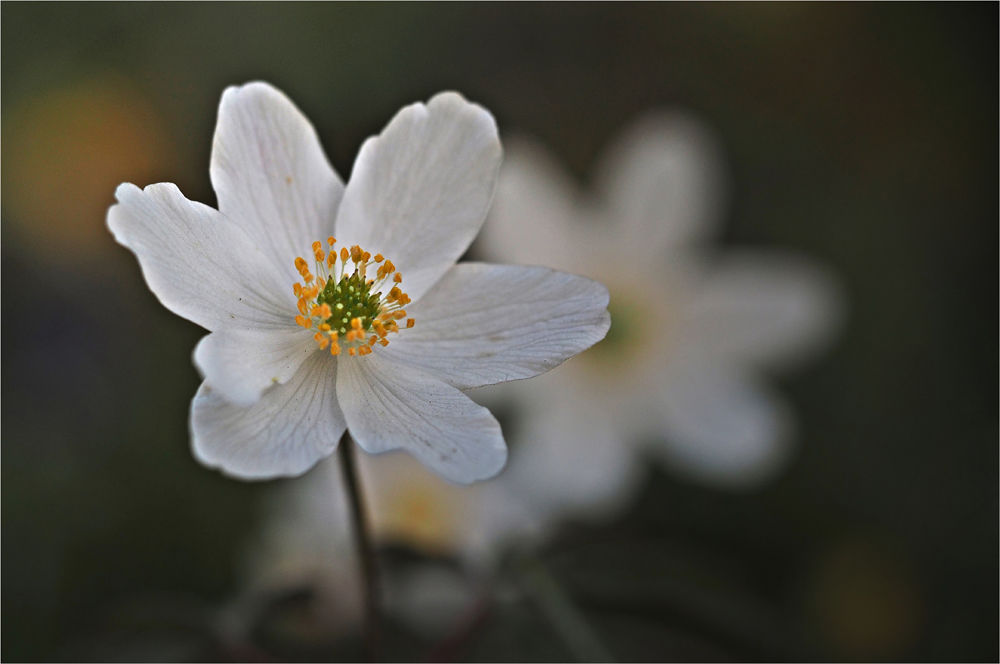 Anemonen