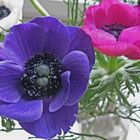 Anemonen 02