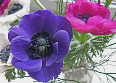 Anemonen 02