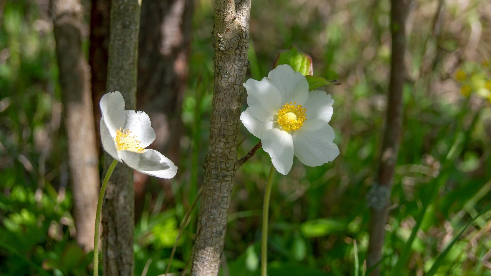 Anemonen 09.05.2019