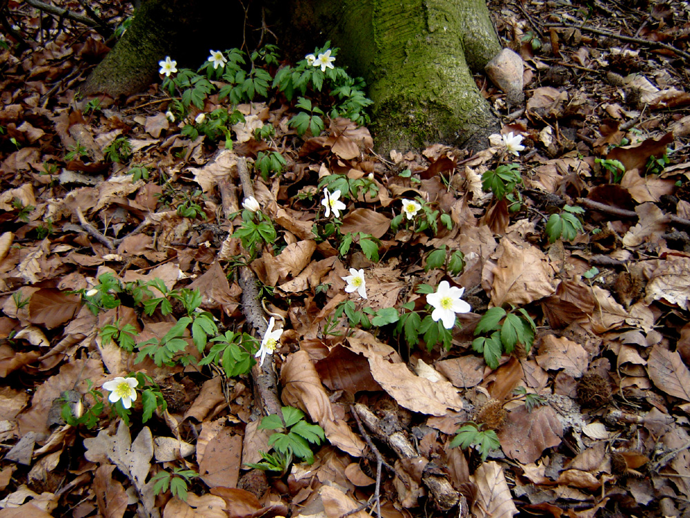 Anemonen ....