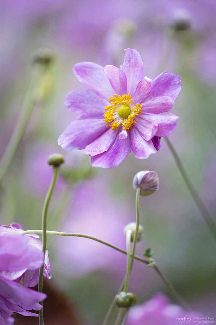 Anemonen