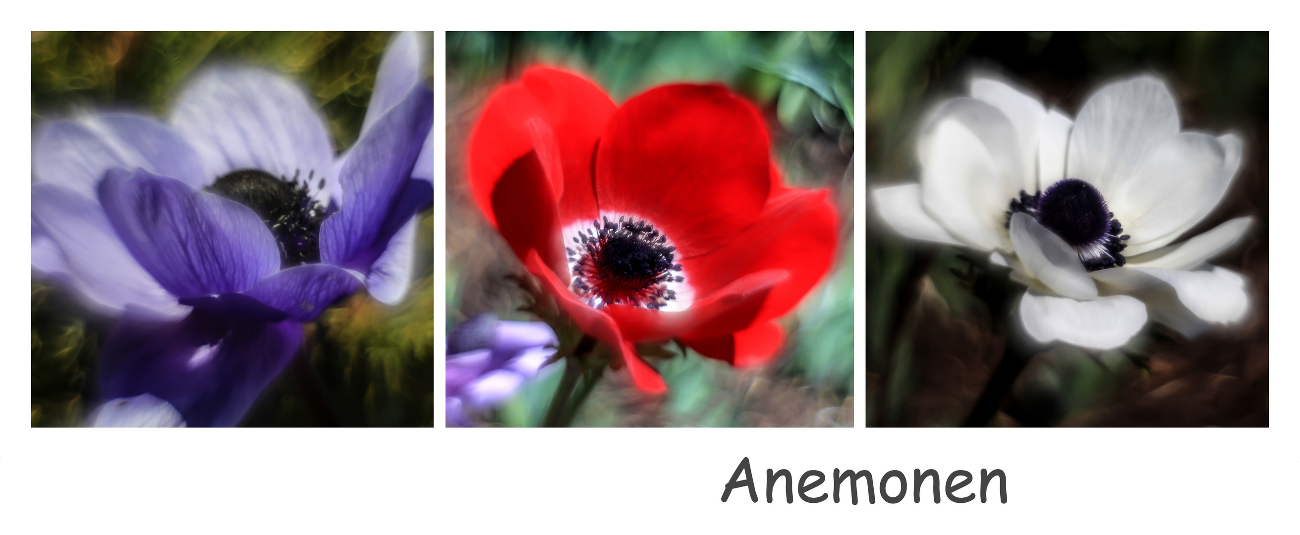 Anemonen