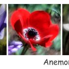 Anemonen