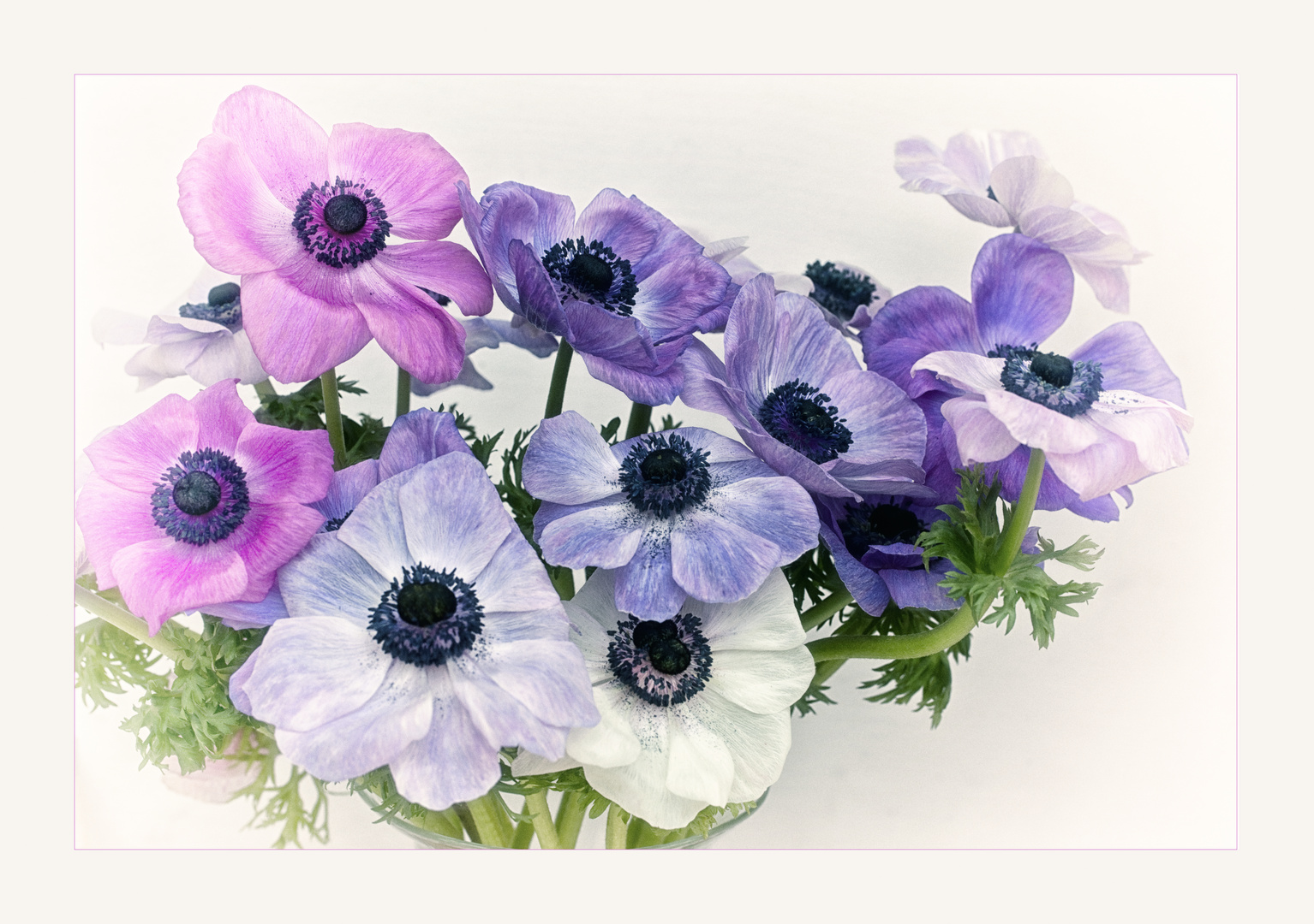 Anemonen