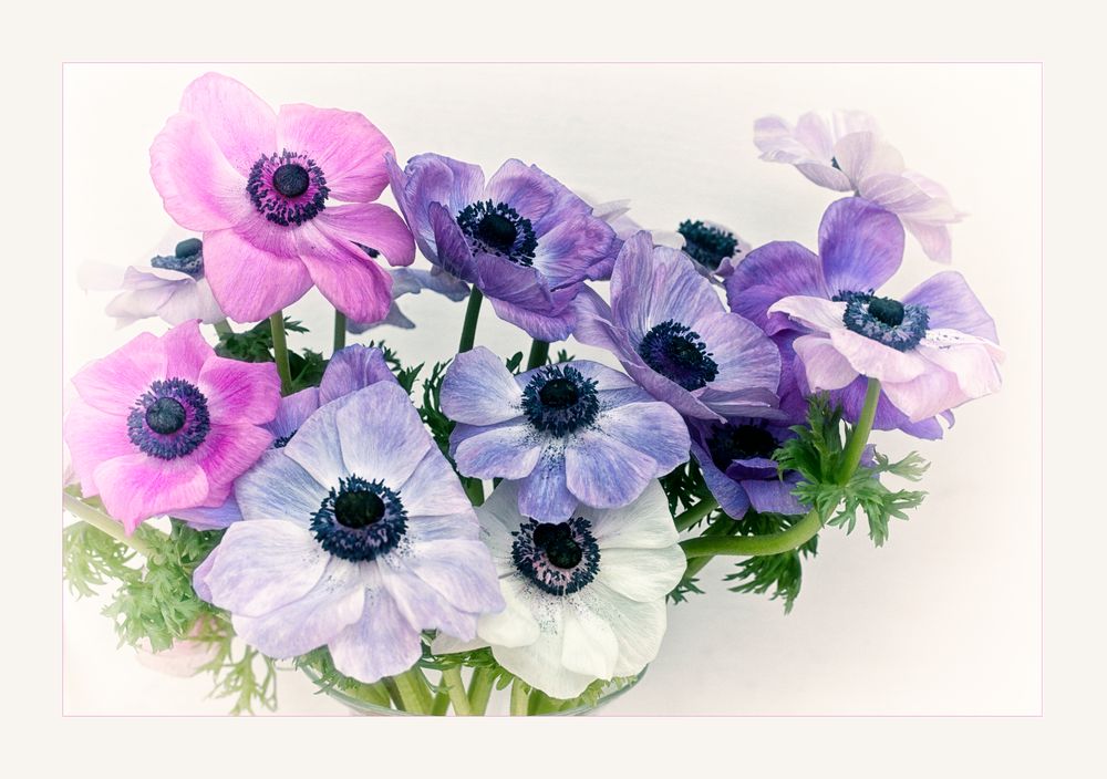 Anemonen