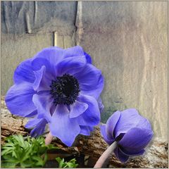 Anemonen-2-