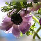 anemonen 2