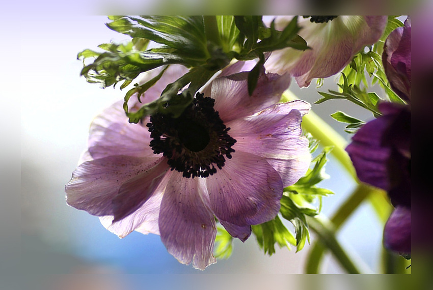 anemonen 2