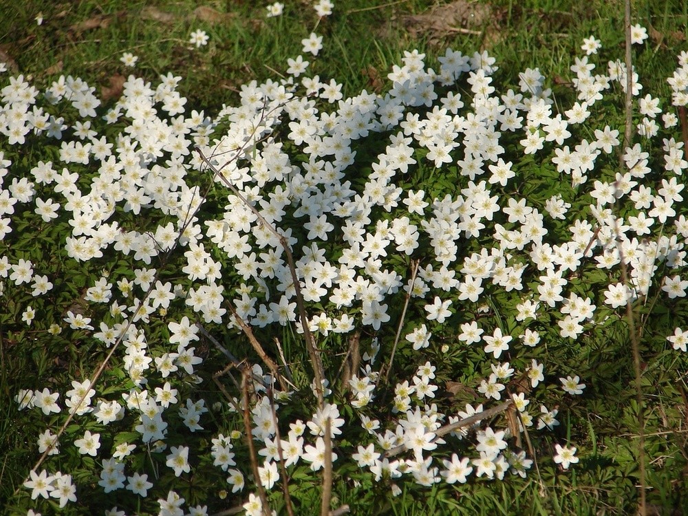 Anemonen 2009 by Claus Ping 