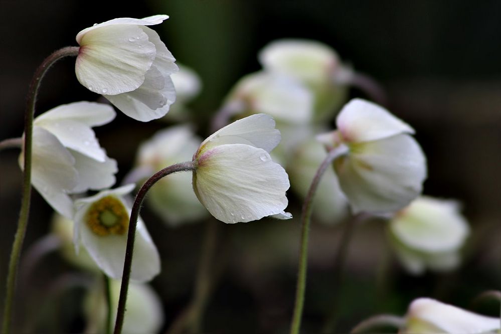 Anemonen ...