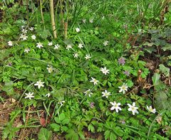 Anemonen...