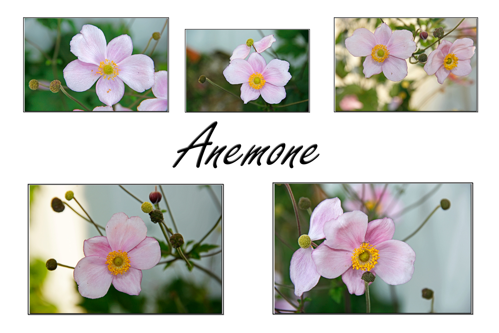 Anemonen