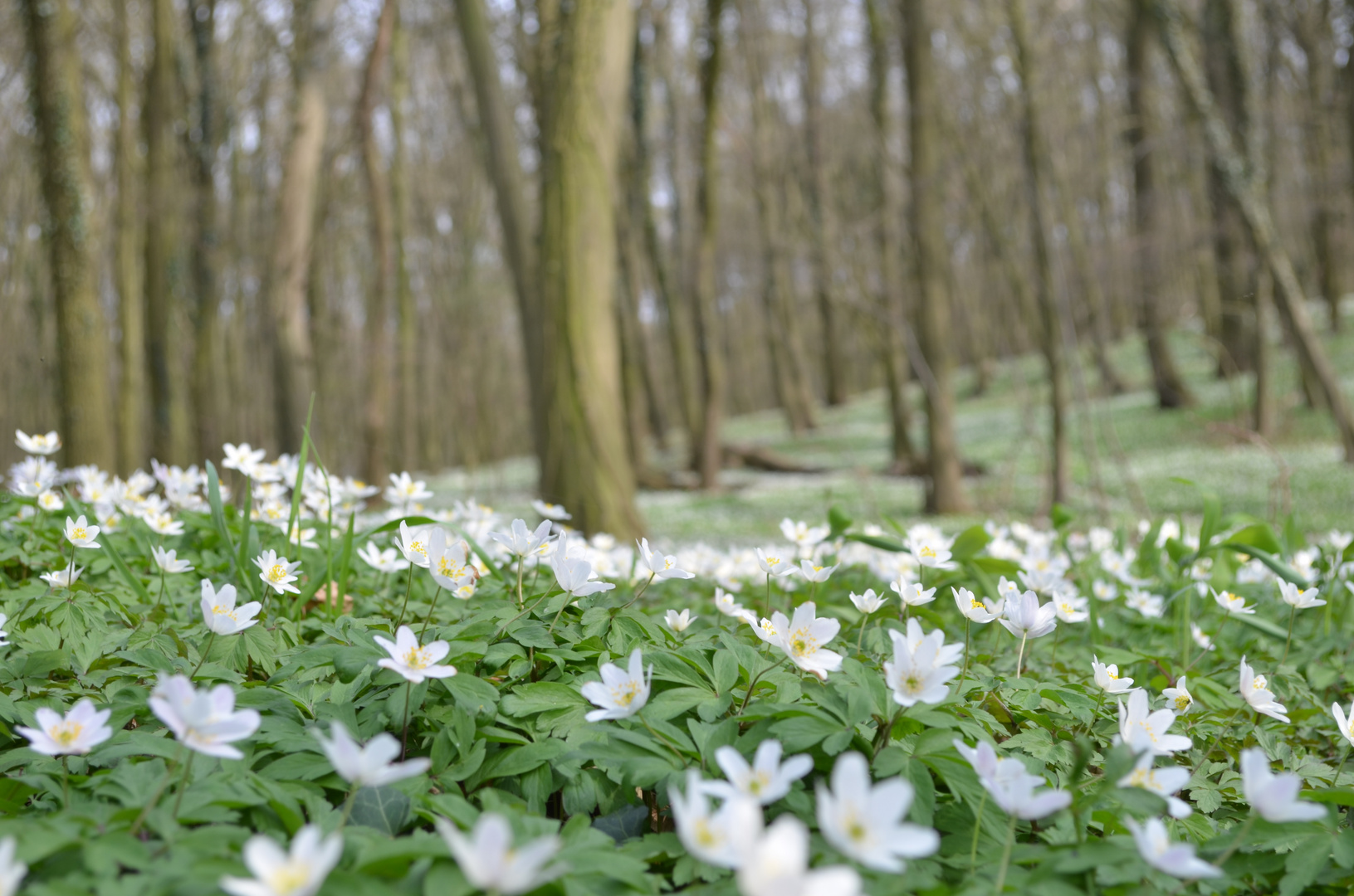 Anemonen... Foto & Bild landschaft, wald, blume Bilder auf