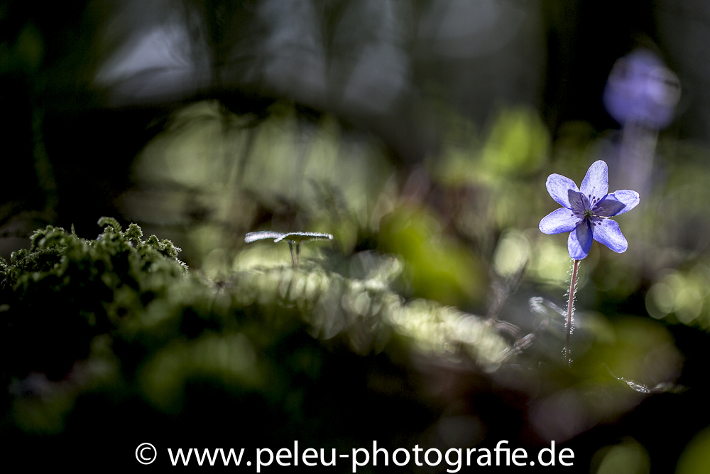 Anemonen