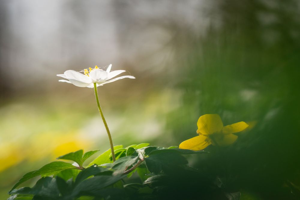 Anemonen