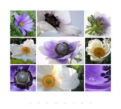 . anemonen .