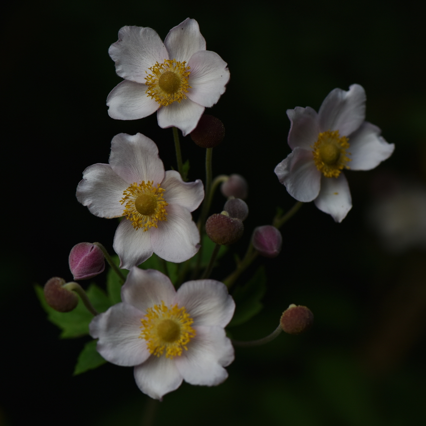 Anemonen