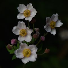 Anemonen