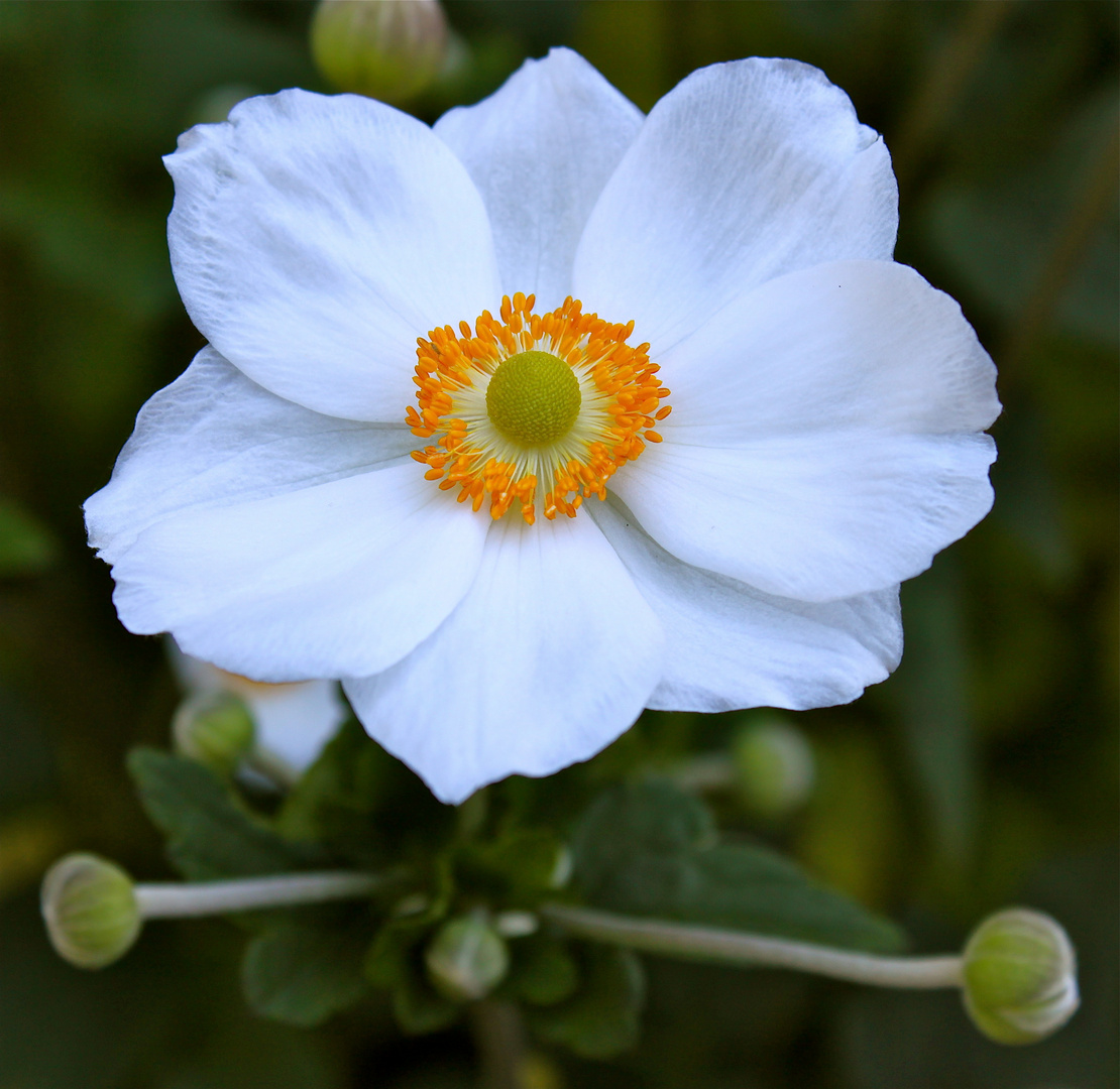 Anemonen