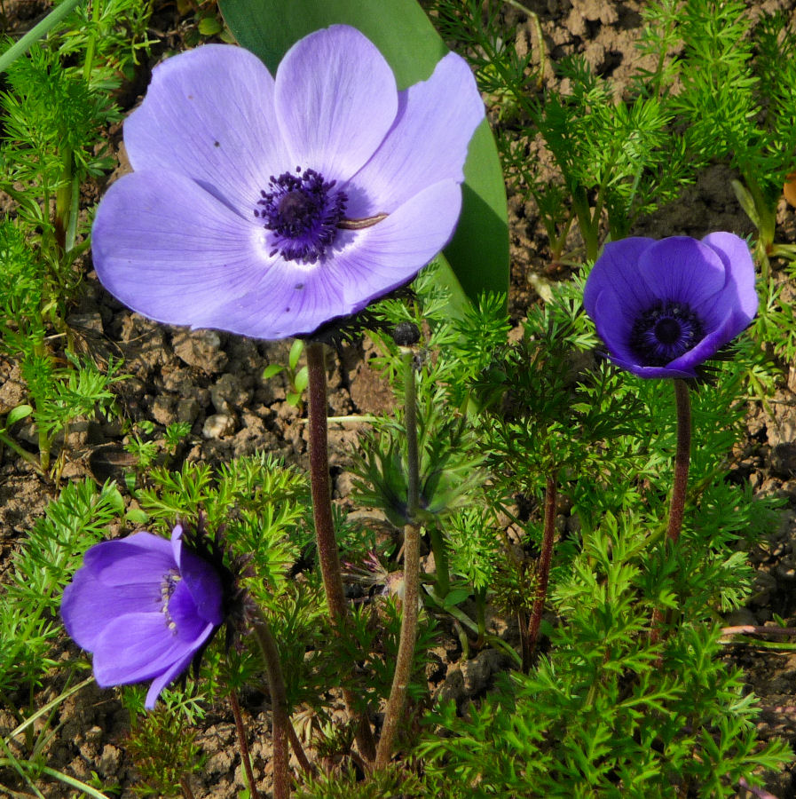 Anemonen