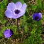 Anemonen von Günter Walther 