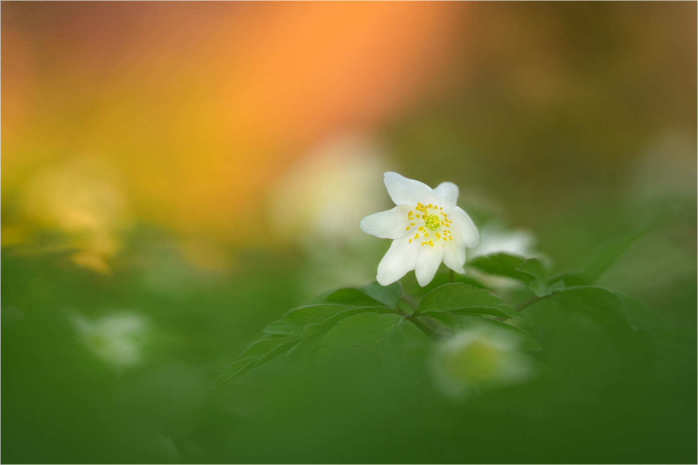 Anemonen