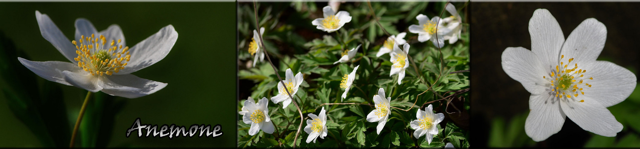 Anemonen