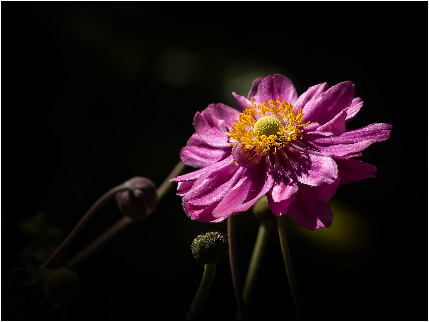 Anemonen....