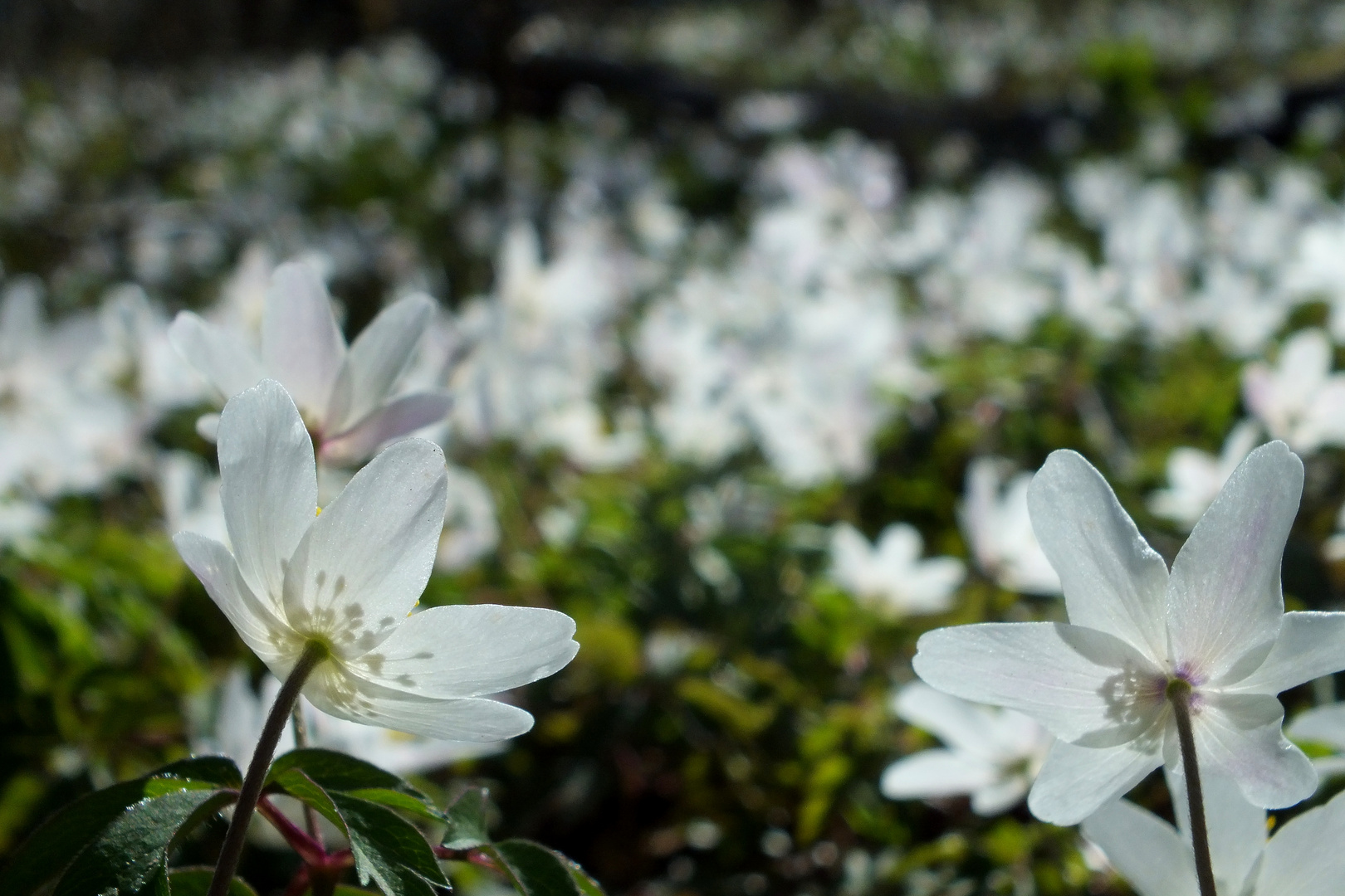 Anemonen