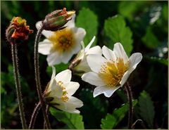 Anemonen