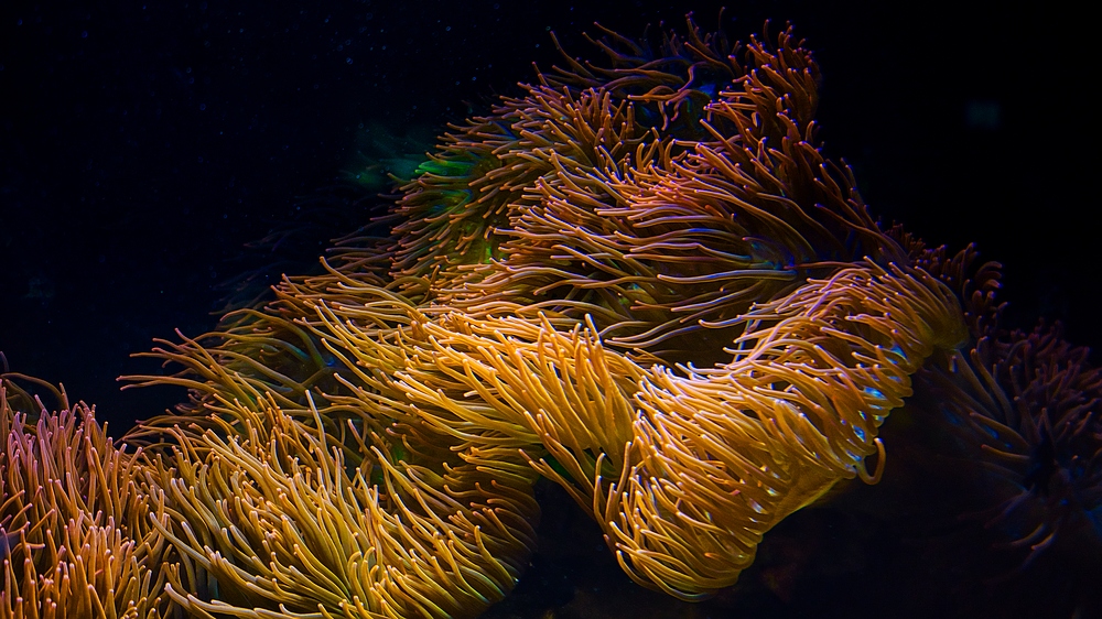 Anemonen